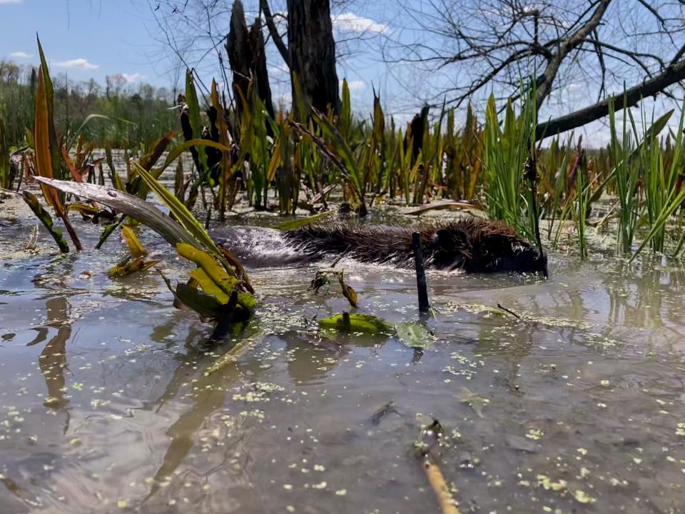 A beaver, which was being re-introduced into the wild, spent a lot of time swimming close to shore upon its release before venturing out in the Killbuck Wildlife Area marsh.