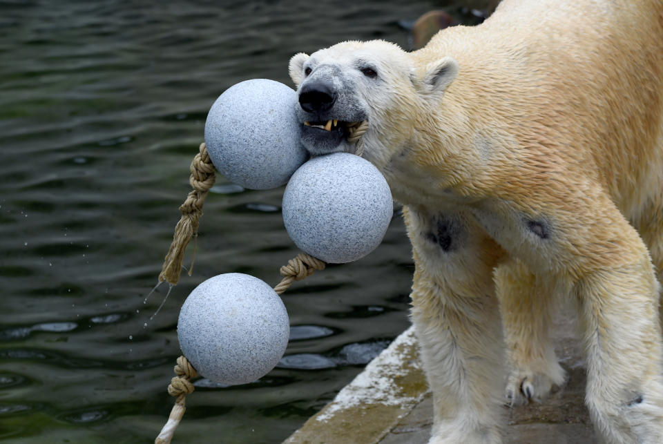 A polar bear at Neumuenster zoo chewing on a string of synthetic balls. 