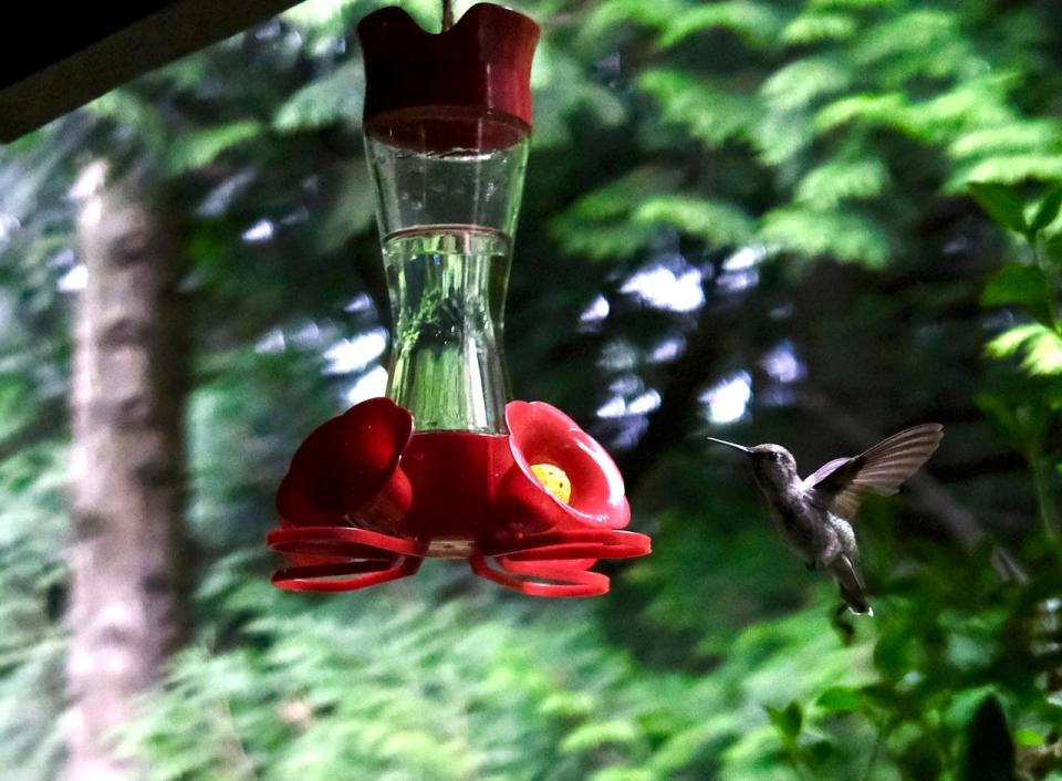 A hummingbird hovers at a backyard feeder in Burnaby, B.C.