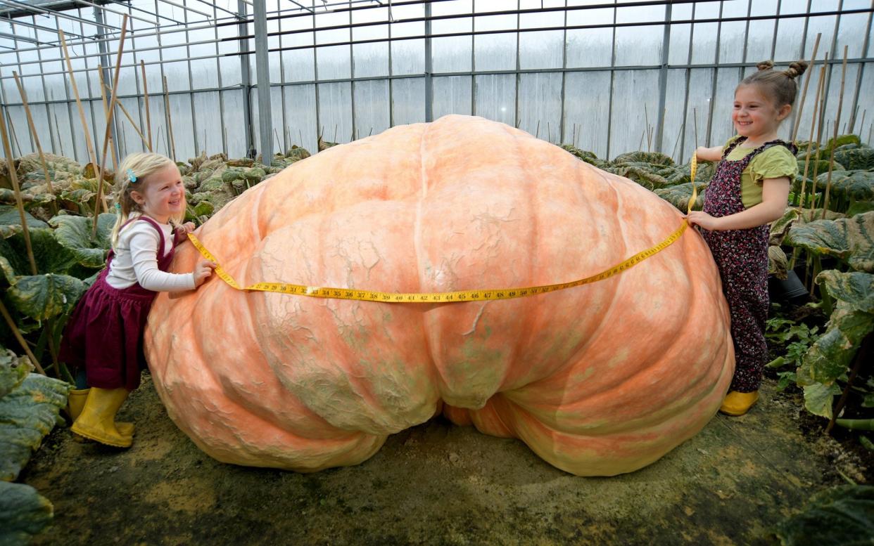 Ian's granddaughters Etta, 3 and Martha Syrett, 6 play with one of the pumpkins