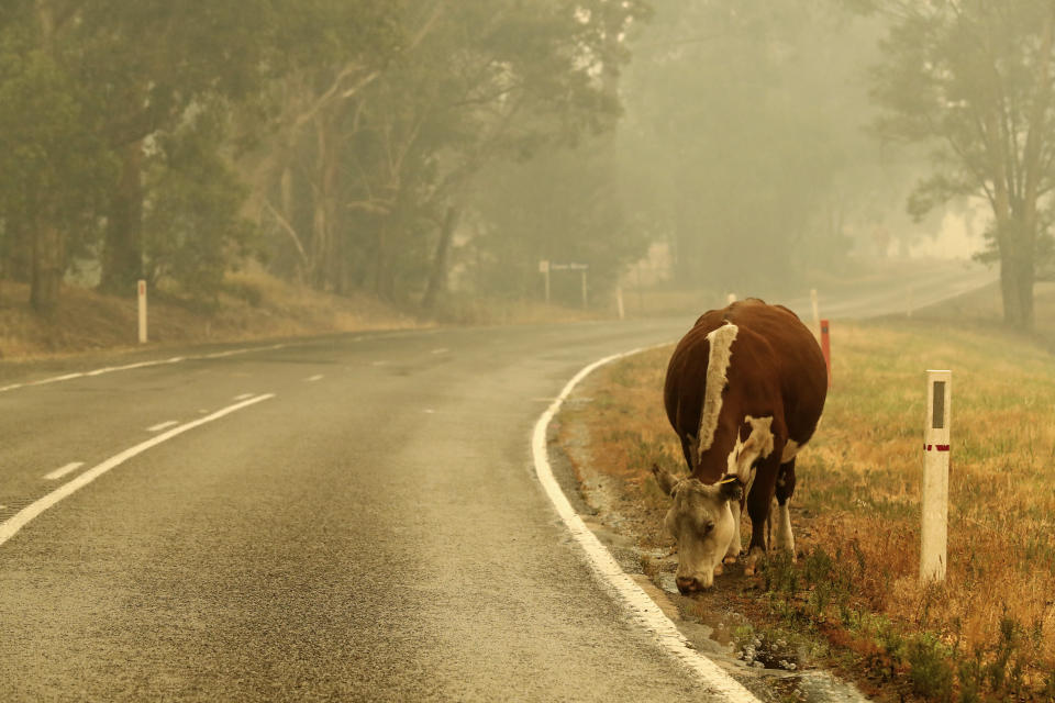 A cow is pictured by the road at Cann River, Australia.