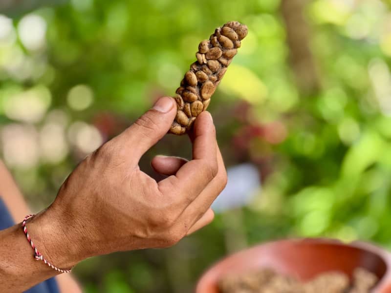 Kopi Luwak coffee beans also known as civet coffee come from the Asian palm civet, a catlike animal found in Indonesia. Carola Frentzen/dpa