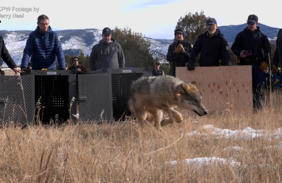 A gray wolf bolts from its cage after being released in Grand County, Colo., on Dec. 18, 2023. The wolf was among the first to be captured in Oregon and released into Colorado as part of the state's reintroduction program.