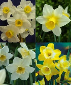 Jonquils