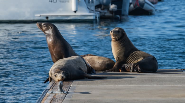 Sea lions in Marina Del Rey