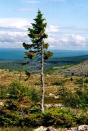 El árbol más viejo del mundo está en Suecia y tiene 9.500 años