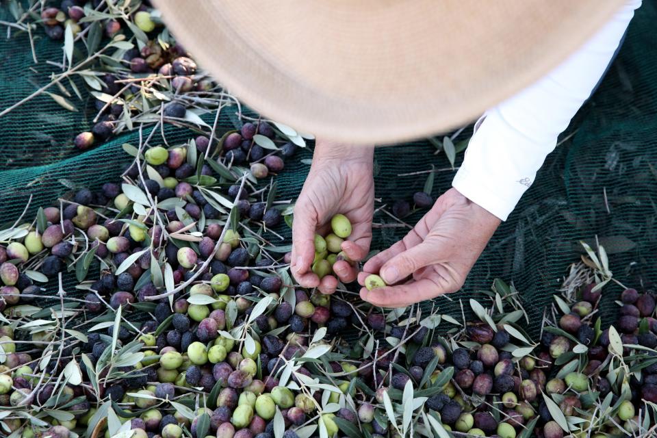 Volunteer Dia Weisgerber sorts olives during the one-day public olive harvest at the Annenberg estate at the Sunnylands Center and Gardens in Rancho Mirage, Calif., on Tuesday, Nov. 14, 2023.