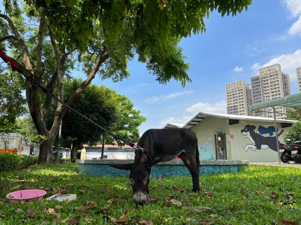 走失驢子帶回板橋動物之家安置照護。   圖：新北市動保處提供