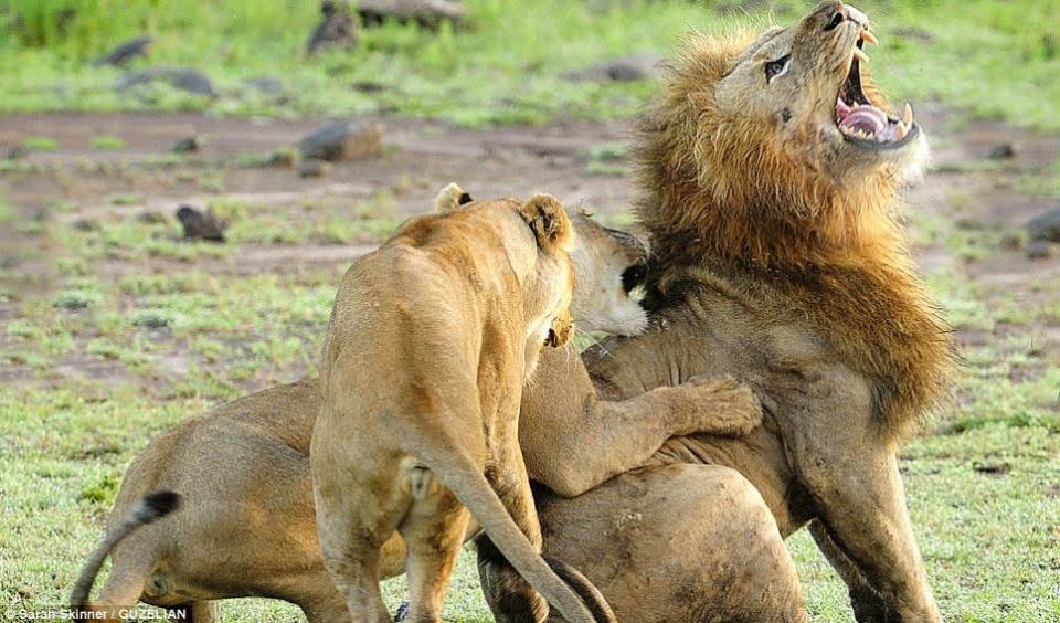 Now that's what you call a cat fight! - These protective lionesses spring to life when a male approaches their cubs, and all hell breaks loose among the pride. The cat fight is a bitter battle between the male and female beasts, who savagely erupt into a ferocious battle in the Mara Triangle, within the heart of the Masai Mara in Kenya, Africa. PIC FROM GUZELIAN / CATERS NEWS