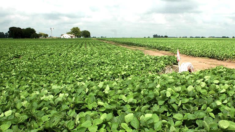 El monocultivo de soja amenaza la sustentabilidad del sistema