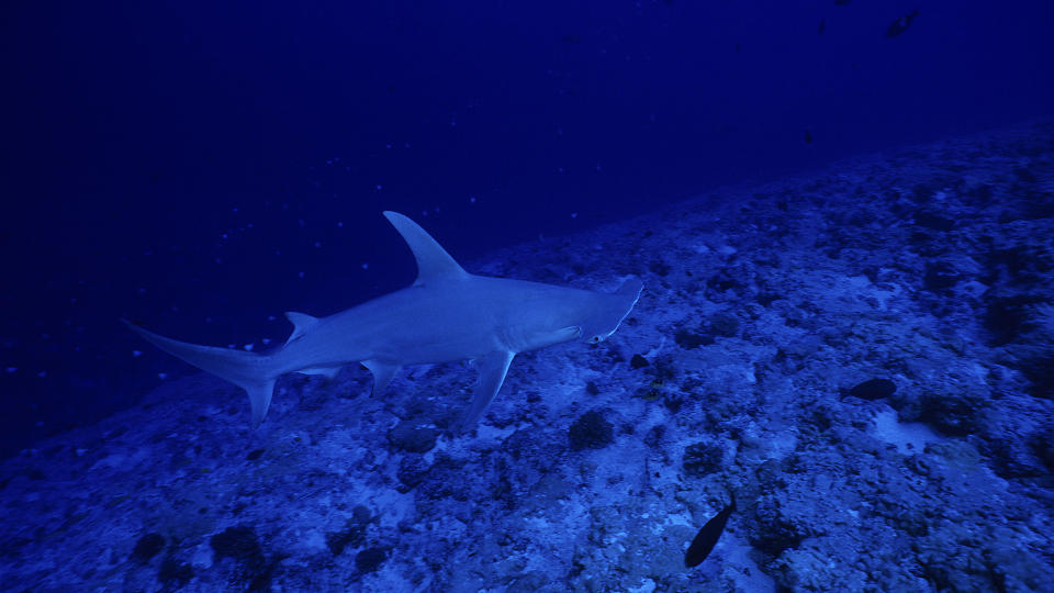 Great hammerhead shark swimming in dark blue ocean