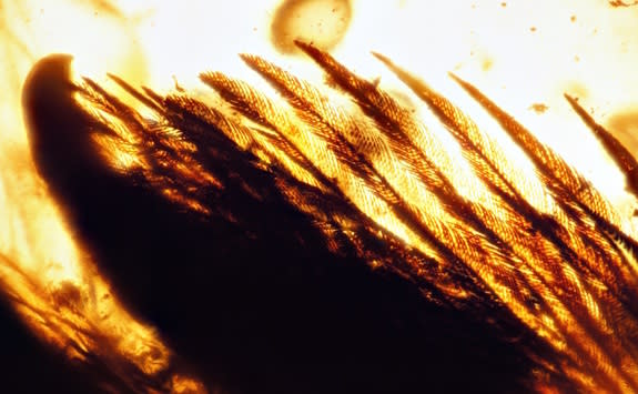 The Angel Wing specimen is seen here under a compound microscope. This view shows the pigment banding the feathers and the outline of a claw.