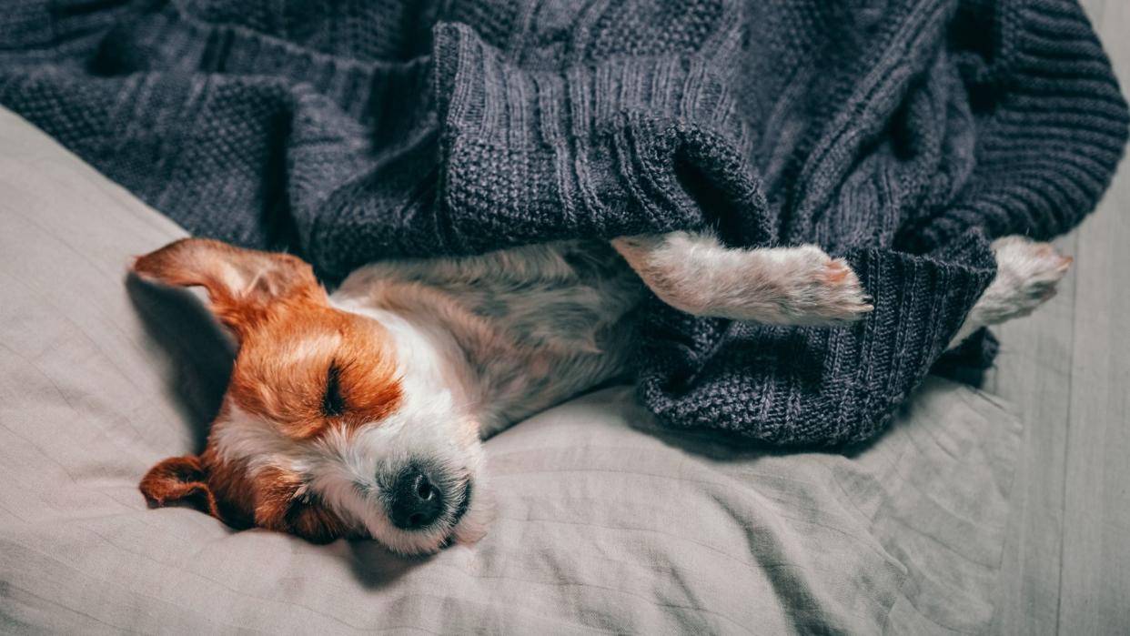 Dog sleeping under a blanket