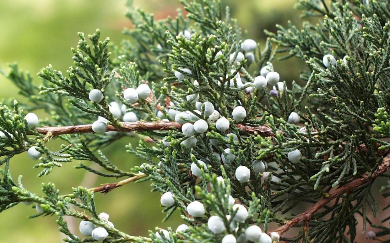 Eastern red cedar develops blue “berries” that birds devour and spread widely.