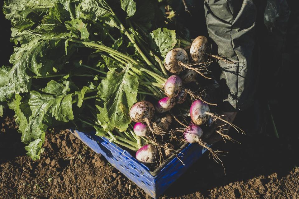 a crate of freshly picked organic vegetables in a field, turnips with green leafy tops