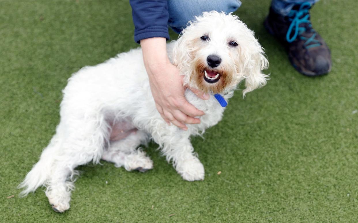 Rehoming and Welfare Assistant Marina Elands takes Charlie, a Bichon Frise, for her daily exercise at Battersea Dogs and Cats Home, in London  - John Sibley/Reuters