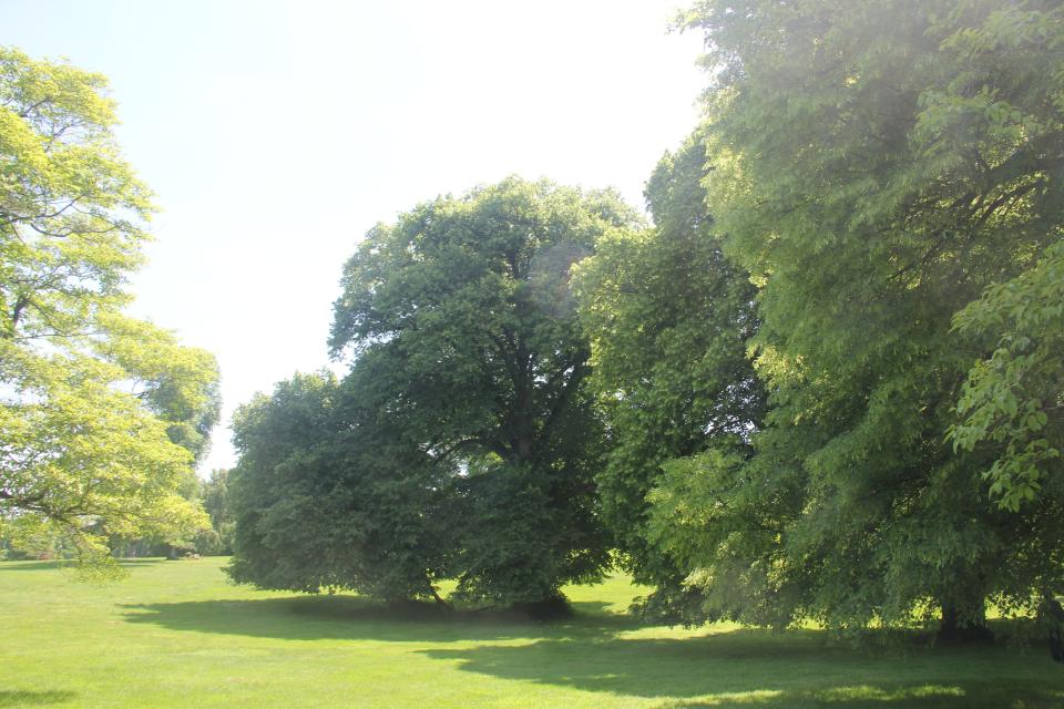 Linden trees on the grounds of Lyndhurst Mansion.