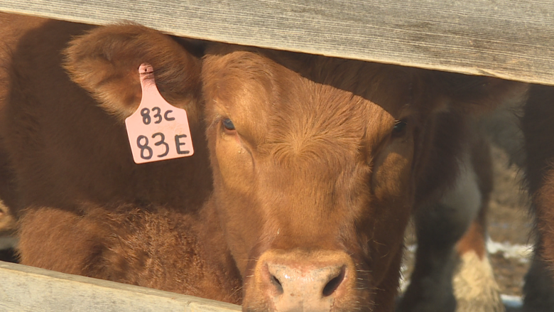 Melting snow brings much needed moisture but also challenges to Alberta farms