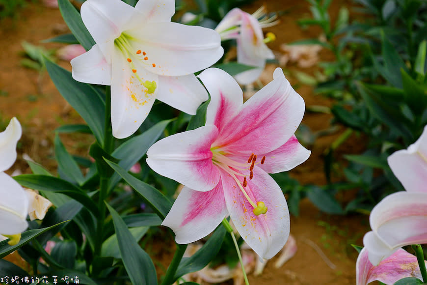 新北淡水｜奎柔山路百合花園