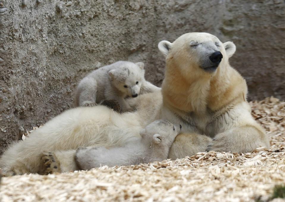 Twin polar bear lie on their mother Giovanna outside in their enclosure at Tierpark Hellabrunn in Munich