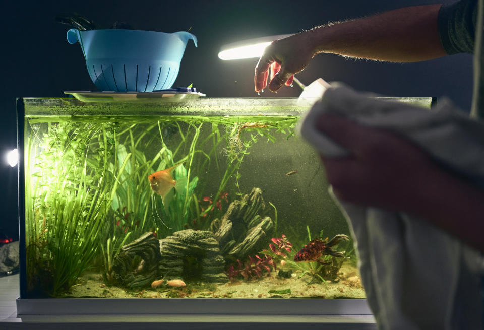 Eine Person reinigt ein beleuchtetes Fisch-Aquarium.