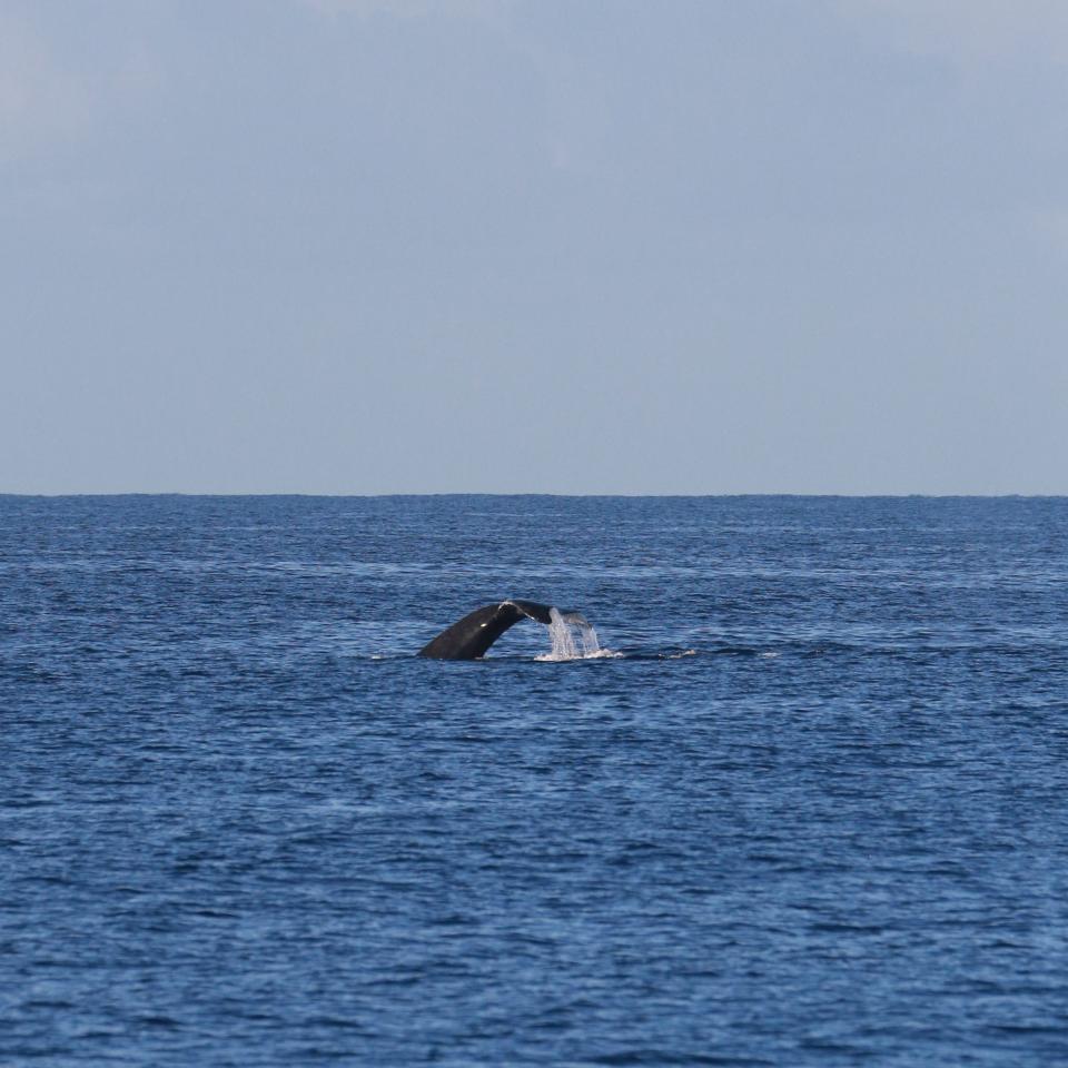 In the distance, we spot a humpback whale diving down and showing off its fluke, or tail. This is typically the finale of a dive.