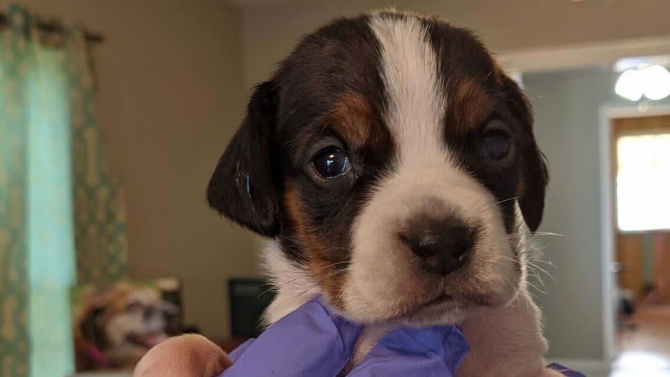 Jim Acosta's Duke as a newborn puppy in 2021. - Jim Acosta/CNN