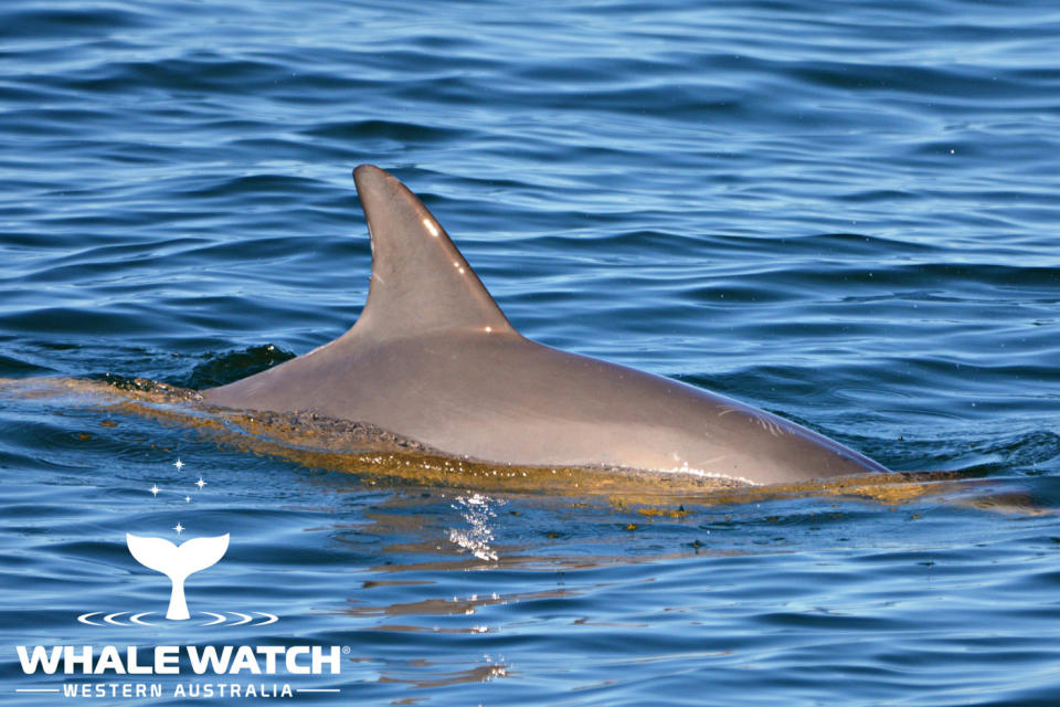 A pod of bottlenose dolphins rushed in to protect the mother, with one even baring its teeth, according to onlookers. Photo: Whale Watch Western Australia