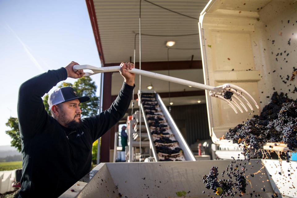 El maestro bodeguero Jaime Guzmán rastrilla uvas pinot noir recién recolectadas y las coloca en un contenedor para clasificarlas, en Bethel Heights Vineyard el martes 11 de octubre de 2022 en Bethel Heights en West Salem, Oregon. Tallos, hojas, insectos y otras cosas que afectan el sabor del vino se eliminan en este proceso.