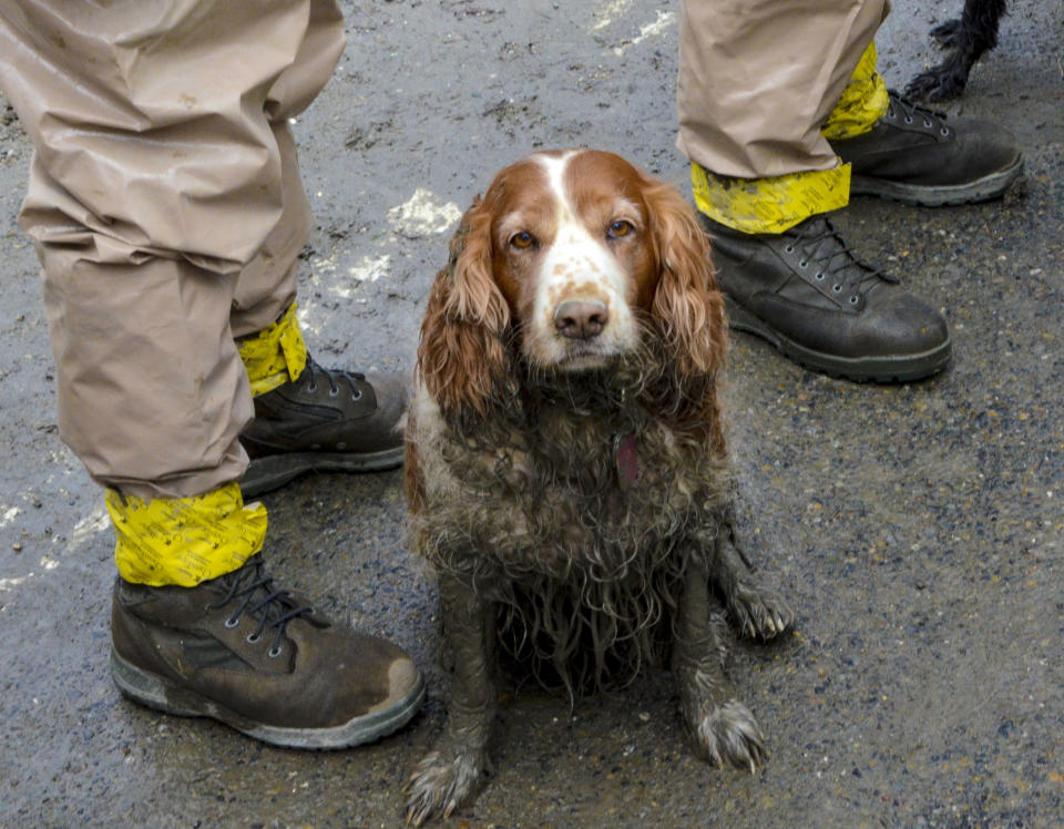 In this March 27, 2014 photo, a search dog waits to be washed by the feet of Washington National Guardsmen after working the debris field created by the mudslide near Oso, Wash. Some 70 Guardsmen from across Washington have been activated to help with search and recovery efforts in the wake of Saturday's mudslide. (AP Photo/Washington National Guard, Spc. Matthew Sissel)