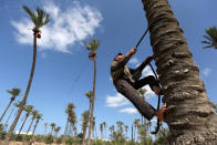 <p>A Palestinian farmer harvests dates from a palm tree in southern Gaza Sept. 25, 2016. (Photo: Ibraheem Abu Mustafa/Reuters)</p>