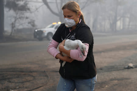 La veterinaria de equinos Jesse Jellison lleva a un ganso herido a un transporte en Paraíso, tras el incendio Camp. 10 de noviembre de 2018. REUTERS/Stephen Lam