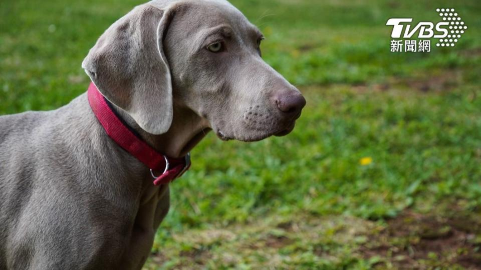 日本一隻威瑪犬為了保護被醉漢搭訕的女飼主，竟被打成重傷。（示意圖／Shutterstock達志影像）