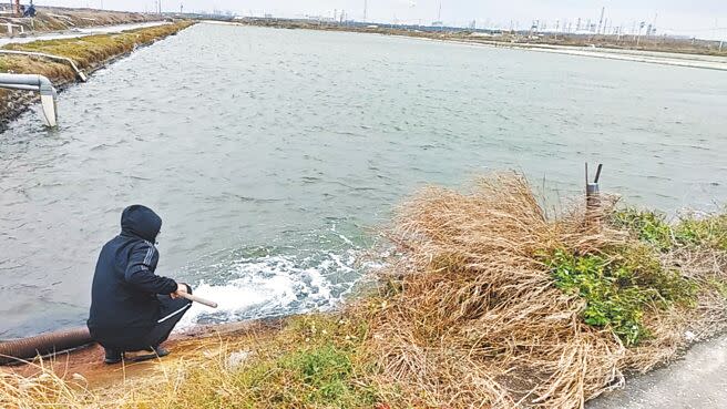 寒流來襲，雲林縣漁民展開搶救虱目魚大作戰，23日已有虱目魚凍傷，漁民抽取地下水注入魚塭提高水溫，盡量將寒害減至最低。（張朝欣攝）