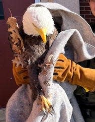 State environmental police officer Laura Evans holds the sick eagle she had just picked up in Cranston.