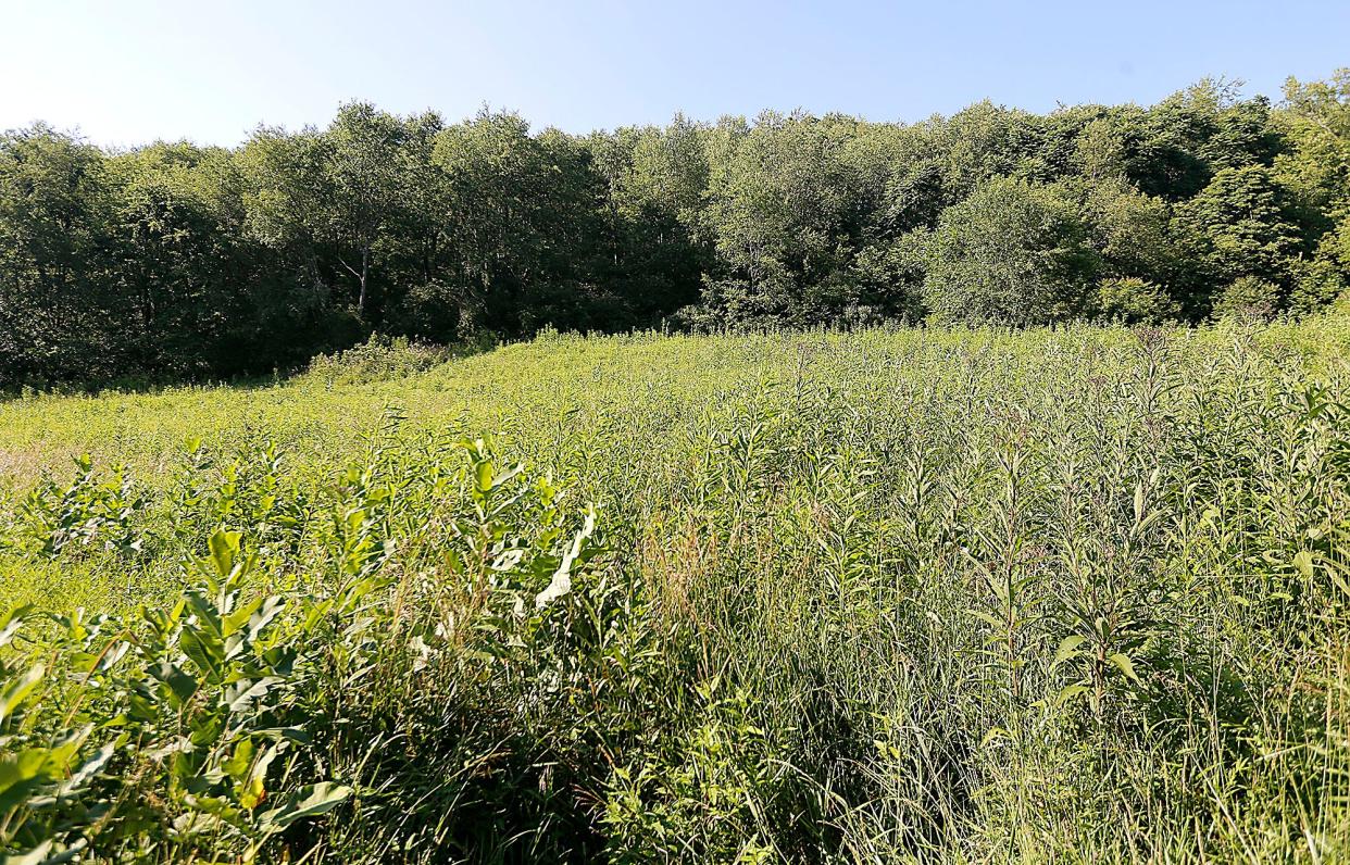 This is a field on Suzanne Ferencak's property in Holmes County, Ohio, shown here on Thursday, July 21, 2022.