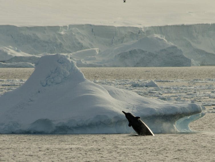 <span class="caption">The lives of beaked whales are still a big mystery.</span> <span class="attribution"><span class="source">Ted Cheeseman/wikipedia</span>, <a class="link " href="http://creativecommons.org/licenses/by-sa/4.0/" rel="nofollow noopener" target="_blank" data-ylk="slk:CC BY-SA;elm:context_link;itc:0;sec:content-canvas">CC BY-SA</a></span>