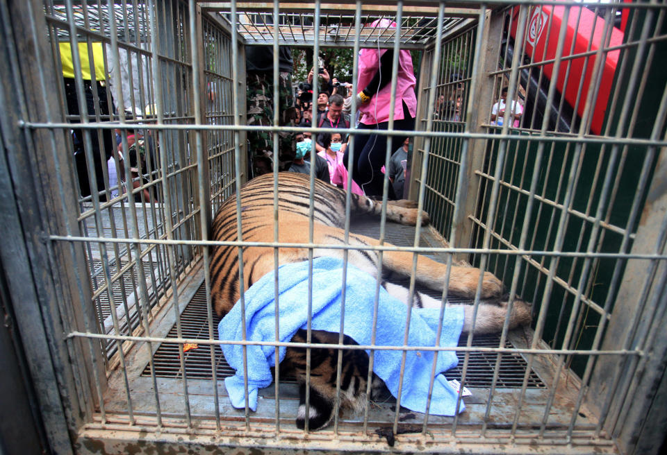 FILE - In this Monday, May 30, 2016 file photo, a sedated tiger lies in a cage at the "Tiger Temple" in Saiyok district in Kanchanaburi province, west of Bangkok, Thailand. Police investigating Thailand's now infamous Tiger Temple found on Tuesday, June 7 what they believe was a slaughter house and tiger holding facility used as part of the temple's suspected trafficking network. (AP Photo/File) THAILAND OUT