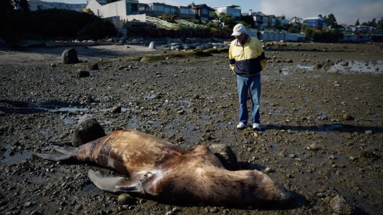 'This thing could just explode': dead sea lion concerns Point Grey beach users