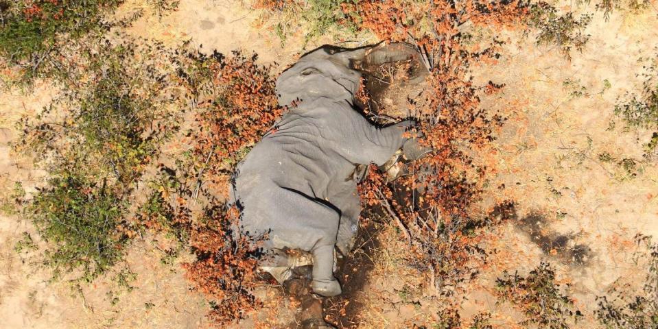 Botswana elephant deaths