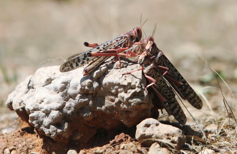 Desert locusts are seen in a grazing land on the outskirt of Dusamareb in Galmudug region