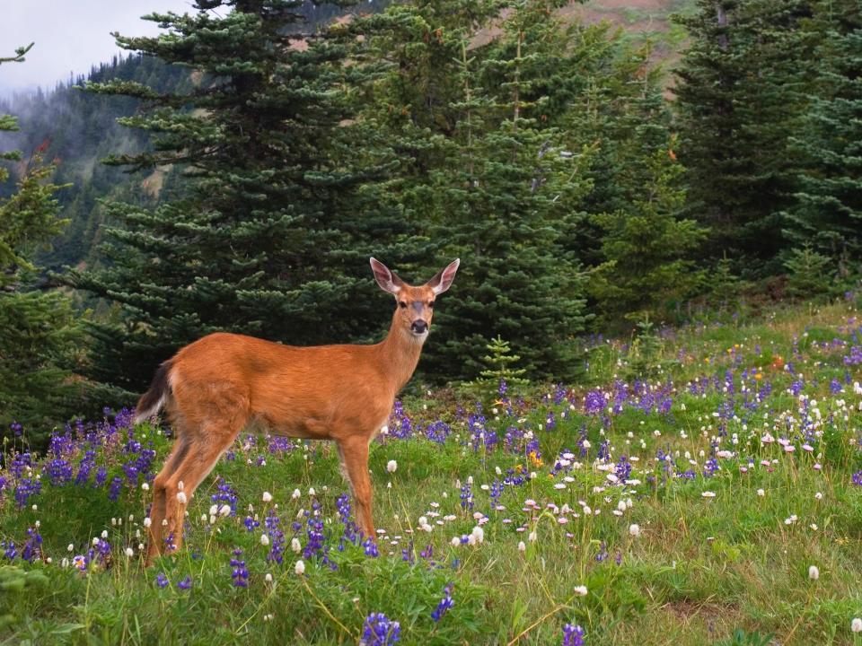 Washington State, Olympic Peninsula, Olympic National Park, Hurricane Ridge, Black-tailed Deer In Wild Flowers.