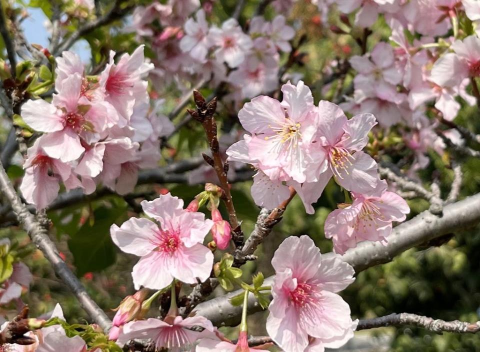 巴克禮紀念公園的河津櫻綻放粉紅色花朵。（記者陳治交攝）