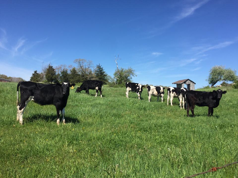 Cows at the Gallup Homestead Farm. Owner Byron Gallup had the 498 acre farm protected by the state through the Farmland Preservation Program. This means the land can only ever be used for agriculture.