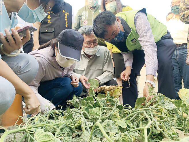 農委會主委陳吉仲日前到嘉義縣六腳鄉了解小番茄遭銀葉粉蝨危害情況，現場有農民反映南瓜也有同樣狀況。（本報資料照片）