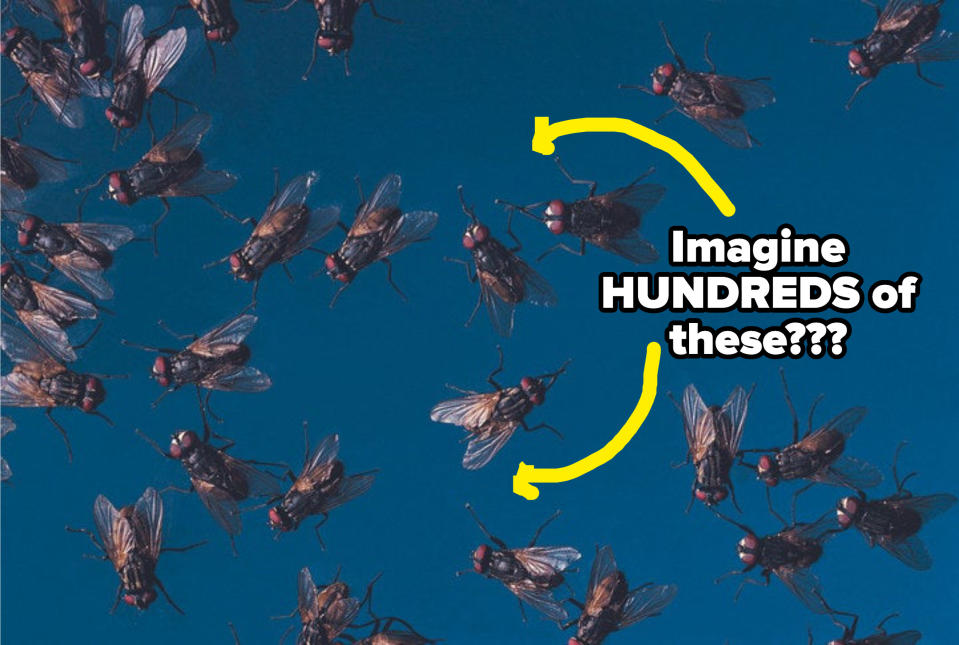 Dead flies with the text "Imagine HUNDREDS of these???"