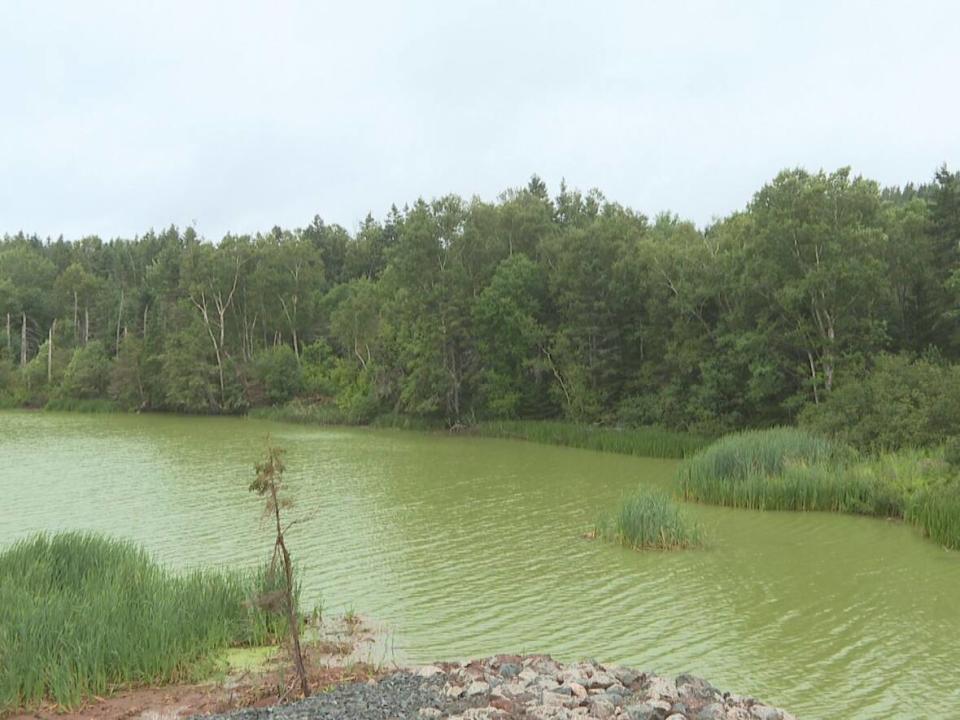 P.E.I. officials issued a blue-green algae bloom advisory Tuesday for Black Pond (shown), east of Souris. A day later, another warning said the microscopic organisms causing the phenomenon had been found in Murray River's MacLures Pond as well.   (Kate McKenna/CBC - image credit)