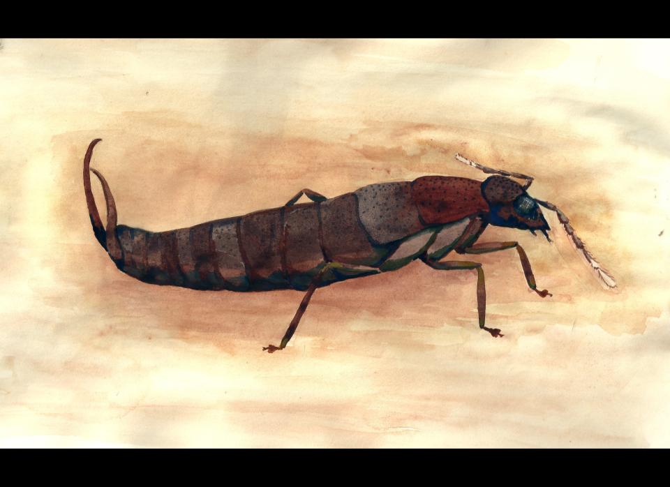 <strong>Scientific Name:</strong> Antisolabis seychellensis    <strong>Common Name: </strong> Seychelles Earwig    <strong>Category:</strong> Earwig     <strong>Population: </strong>Unknown (declining)    <strong>Threats To Survival:</strong> Invasive species and climate change