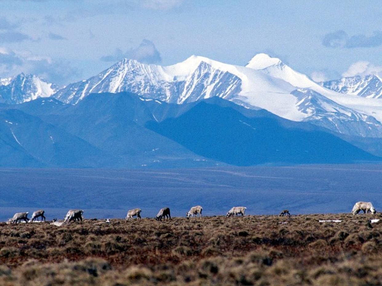 FILE - In this June 1, 2001 file photo Caribou graze in the Arctic National Wildlife Refuge in Alaska. U.S. District Judge Sharon Gleason, on Wednesday, Aug. 18, 2021, has thrown out the Trump administration's approval for a massive oil project on Alaska's North Slope, saying the federal review was flawed and didn't include mitigation measures for polar bears. (AP Photo/File)