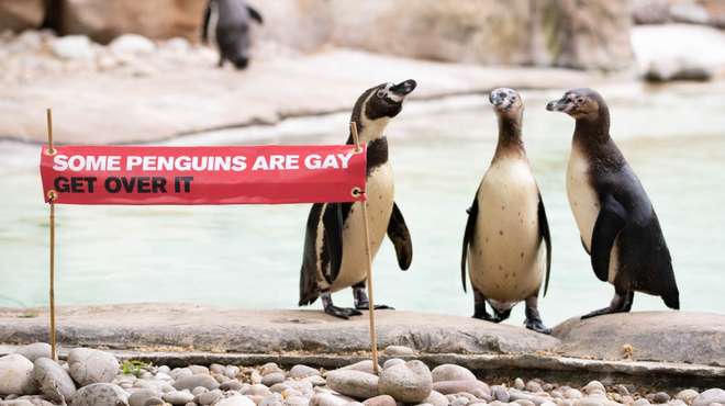 Gay penguins